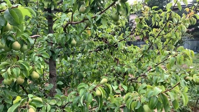 За ВДВ!!!) смотреть онлайн