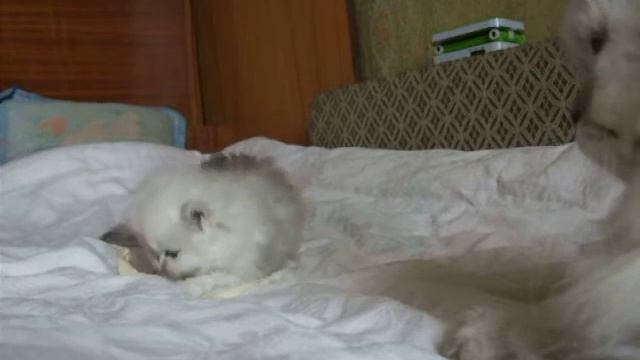 персидская серебристая шиншилла смотреть онлайн