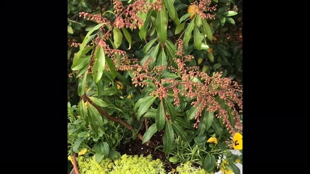 Forest Flame Lily of the Valley (part1) смотреть онлайн