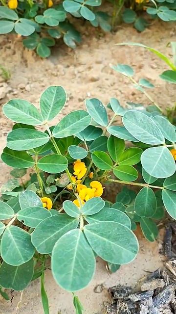 চিনা বাদাম গাছে ফুল এসেছে #চিনা বাদাম গাছ#agriculture #garden #graundnuts смотреть онлайн