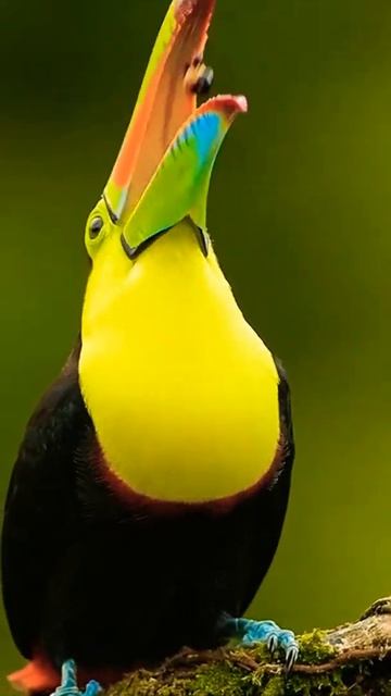 lovely Sheen 👀 of beautiful bard#shorts#💯 смотреть онлайн