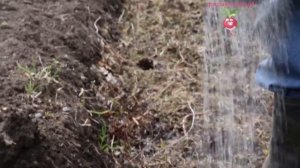 Компостная яма. Выращивание бахчевых. Подготовка грядки #1