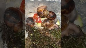 Архахатина Маргината Маргината и Овум XXL