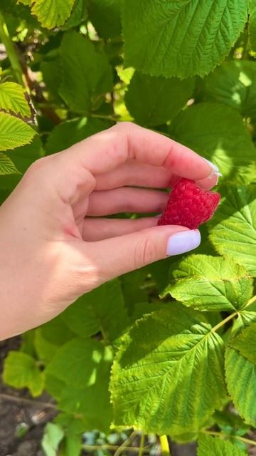 Малина «Краса России» смотреть онлайн