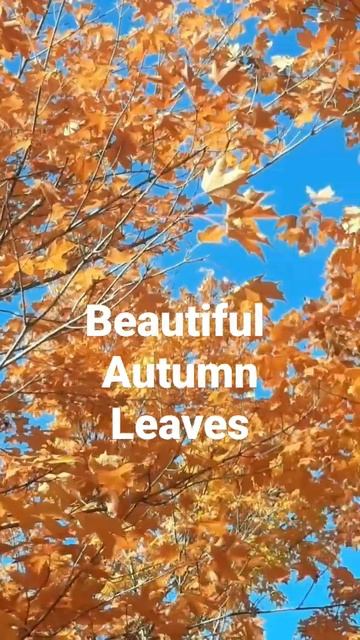 Autumn Leaves #shorts #canada #toronto  #autumn #fallvibes #fall #autumnvibes смотреть онлайн