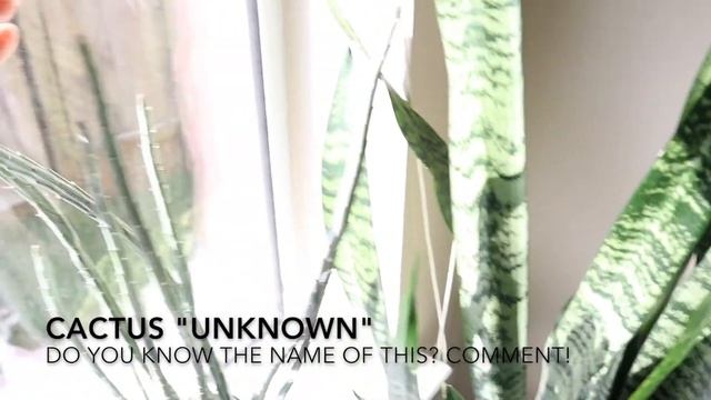 Plants in the Bathroom | Bright SUNNY Bathroom Plants смотреть онлайн