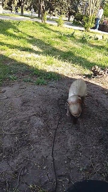 Хорек фретка ищет сокровища на прогулке смотреть онлайн