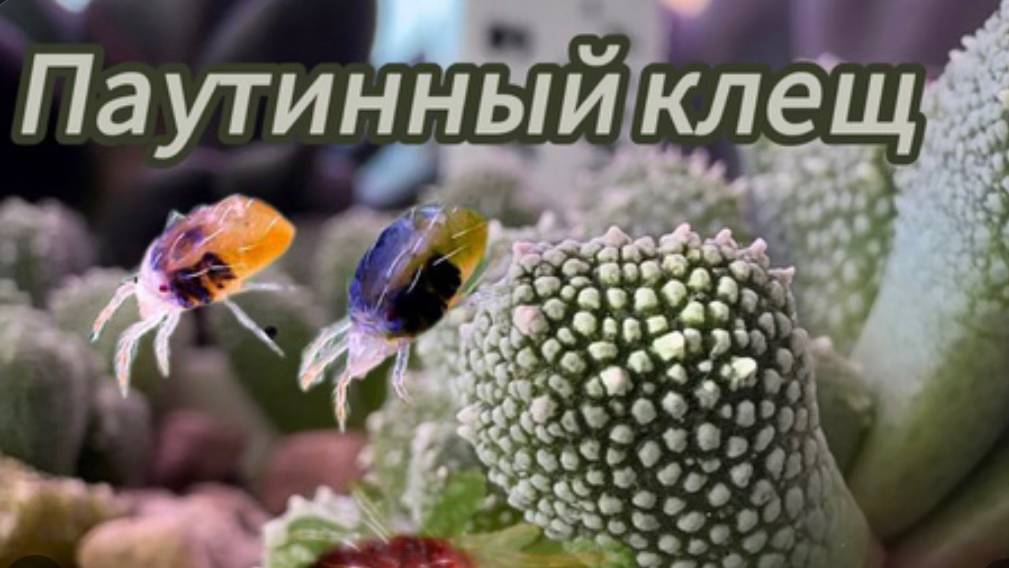 Клещ на комнатных растениях. Спасаю суккуленты🚑🌵🌿