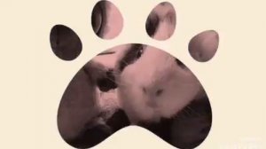 Моя морская свинка Максим !!♡