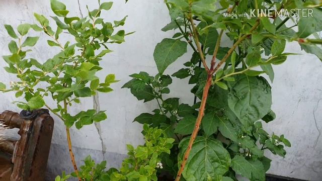 Blueberry tree смотреть онлайн