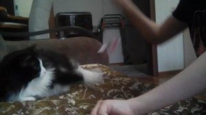 играю с кошкой 2 часть