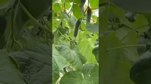 Урожай 2023 г . Огурец F1 Спино от компании Syngenta.