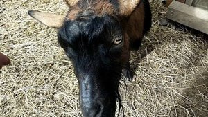 Мои КОЗЛЫ 2025🐐