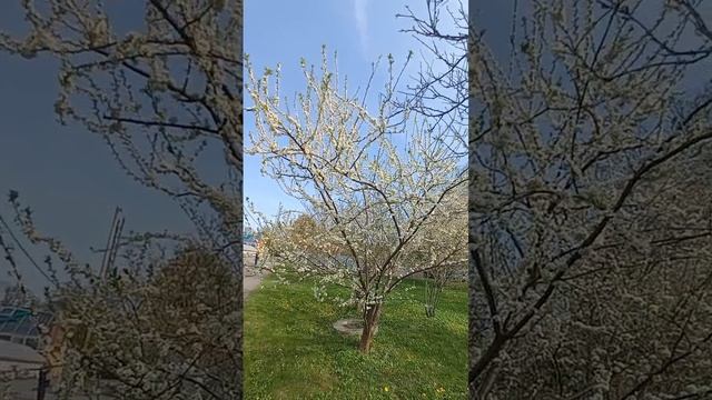 Ботанический сад,магнолии .....