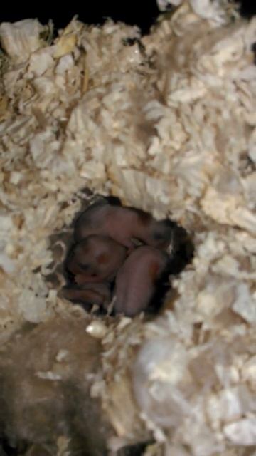 Hamsterbabys Tag 6 смотреть онлайн