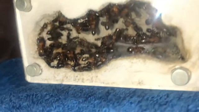 Camponotus texanus - colony expansion смотреть онлайн