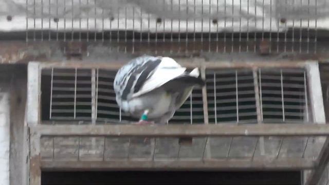 Как ястреб атакует голубей часть 2 смотреть онлайн