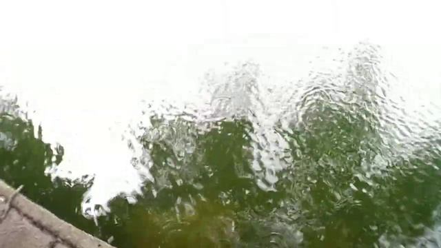 Ондатра в пруду под дождём 2 смотреть онлайн