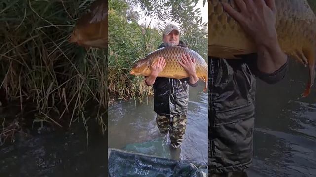 ТРОФЕЙНЫЙ КАРП, ОТПУСКАЕМ ГИГАНТА смотреть онлайн