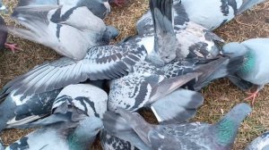 кормление птичек