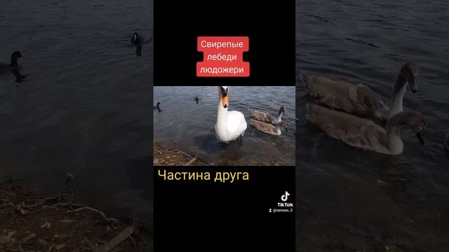 Лебеди Людожери .Уберите детей от экранов ..-