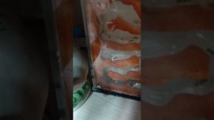 мои муравьи-жнецы 👍🐜👍