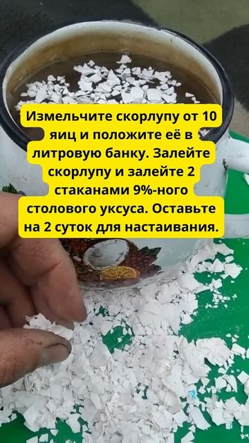 Яичная Скорлупа – Бесплатная и Самая Мощная Подкормка Для Огорода! #рецепт #удобрение #дача #дача