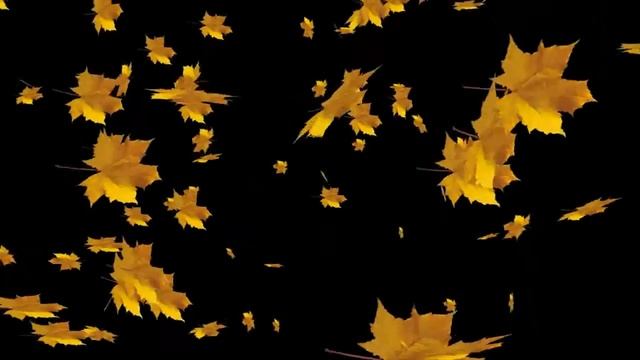 Video footage Falling Leaves