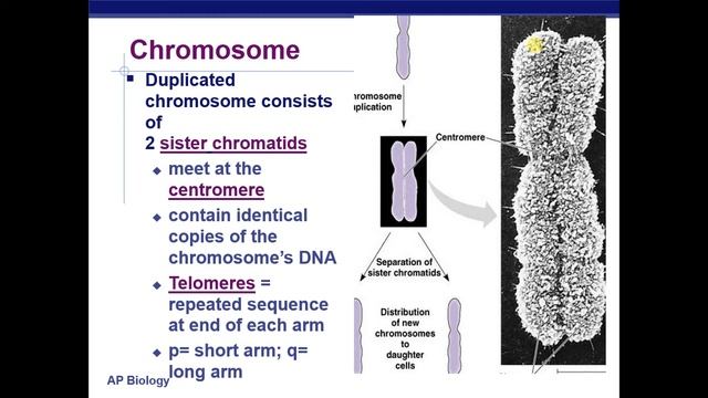 Cell Cycle Vocab смотреть онлайн