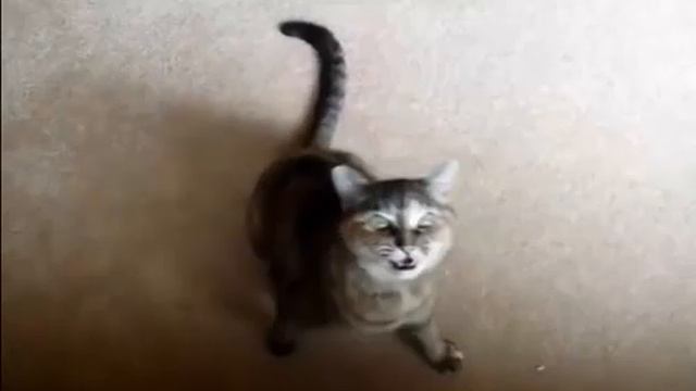 Котята всегда забавные смотреть онлайн