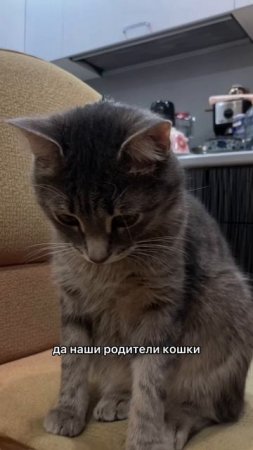 Наши родители-кошки 😻