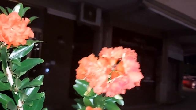 Olive 🫒 Tree In Italy смотреть онлайн