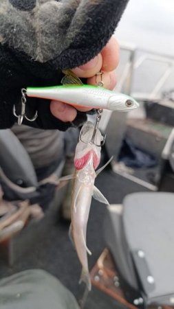 тестим замечательный виб #littlejack #fishing #ratlin #vib