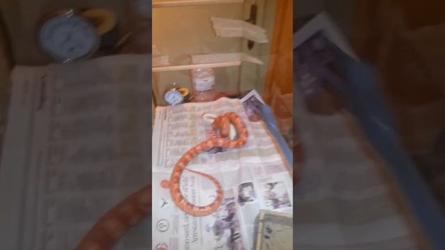 Elaphe GUTTATA digos смотреть онлайн