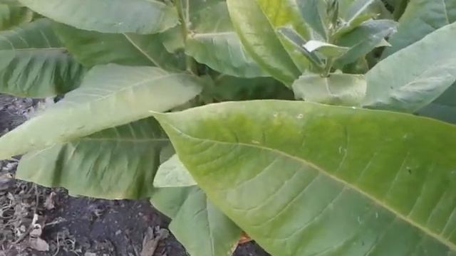 Табак смотреть онлайн