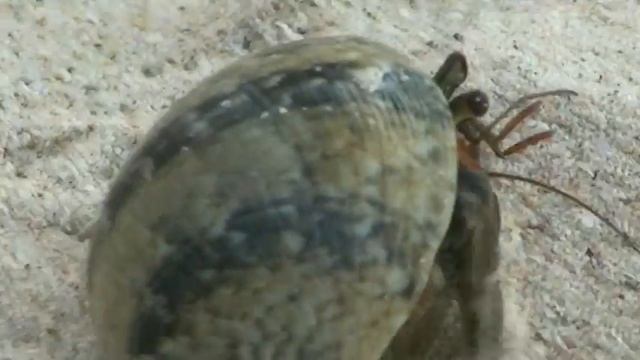 Crab in Phuket. смотреть онлайн