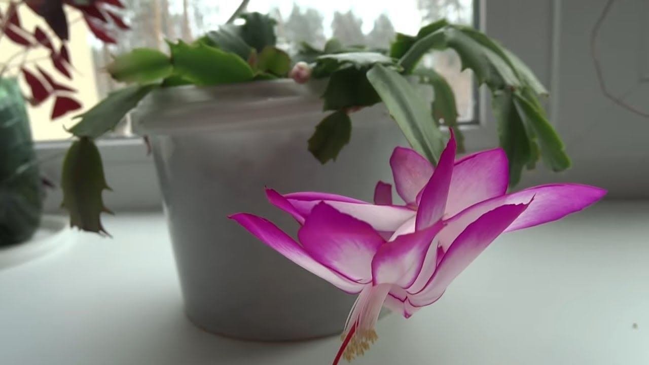 Декабрист. Шлюмбергера. Schlumbergera Truncata