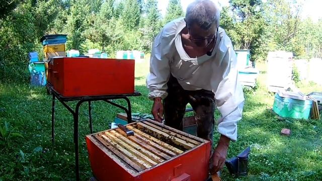 Отроившийся бакфаст смотреть онлайн