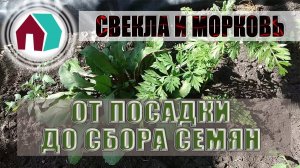 КАК СОБРАТЬ СЕМЕНА СВЕКЛЫ и МОРКОВИ СВОИМИ СИЛАМИ