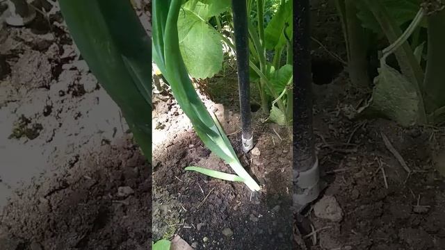 такой стрелки у лука я ещё не видела