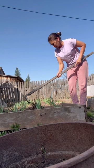 Первая подкормка чеснока #жизньвдеревне #чеснок смотреть онлайн