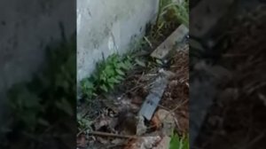 кошка против гадюки