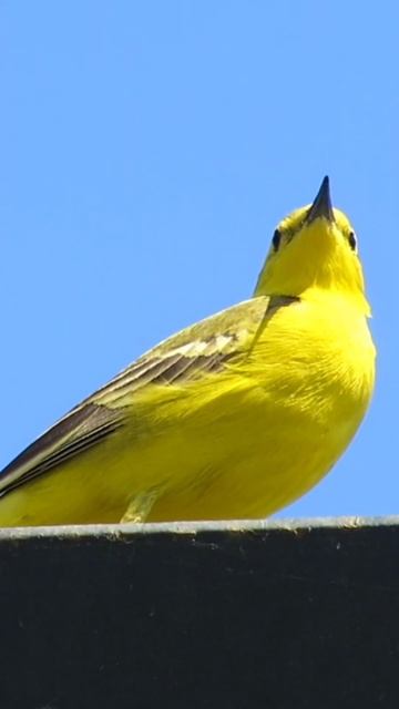 Жёлтая Трясогузка / Western Yellow Wagtail