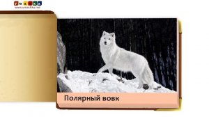 Відео для дітей від 1 року Презентація "Тварини полярних широт"
