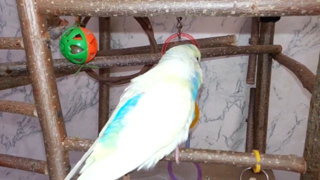 Кеша смотреть онлайн