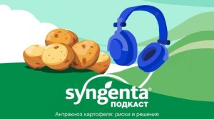 🥔 Антракноз картофеля: риски и решения