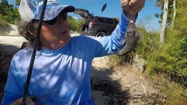 Смешные и экзотические рыбы. Funny and exotic fish.