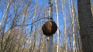Сморчков не нашли, зато просто погуляли по весеннему лесу!