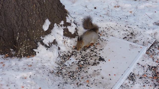 "Милашка слушает да ест. смотреть онлайн