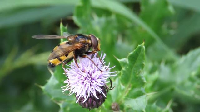 Volucella zonaria hoverfly, Oak Road Lake смотреть онлайн